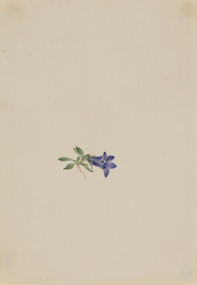 Dzwonek alpejski (Campanula lasiocarpa) autorstwa Mary Vaux Walcott