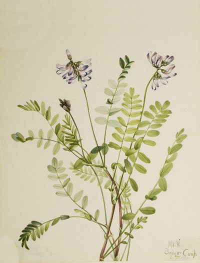 Traganek alpejski Astragalus alpinus, 1921. autorstwa Mary Vaux Walcott