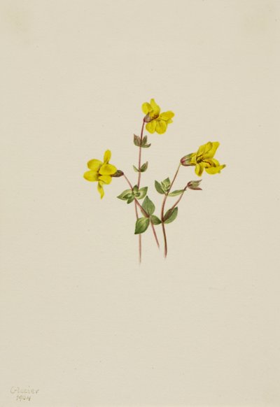 Kwiat małpy alpejskiej Mimulus caespitosus, 1904. autorstwa Mary Vaux Walcott