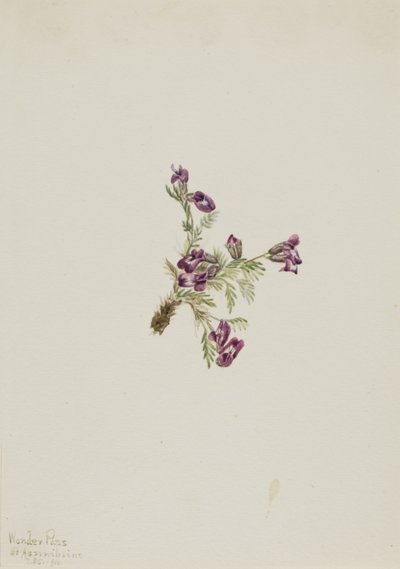 Wyka alpejska (Oxytropis podocarpa) autorstwa Mary Vaux Walcott