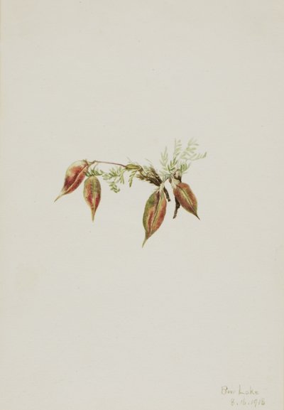 Wyka alpejska (Oxytropis podocarpa) autorstwa Mary Vaux Walcott