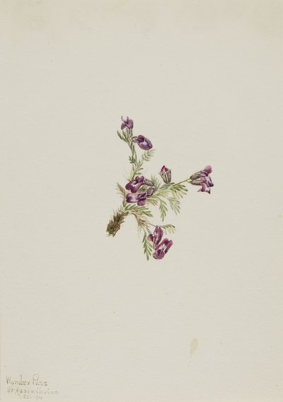 Alpejski Pointvetch Oxytropis podocarpa, 1916. autorstwa Mary Vaux Walcott