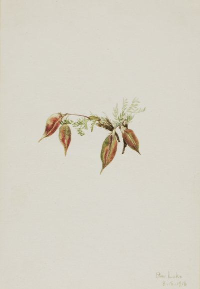 Alpejski Pointvetch Oxytropis podocarpa, 1918. autorstwa Mary Vaux Walcott