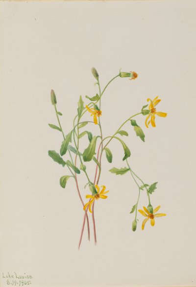 Ragwort alpejski (gatunek Senecio) autorstwa Mary Vaux Walcott