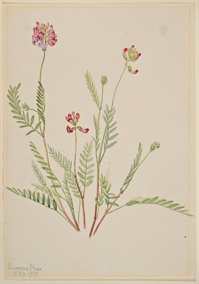 Wyka alpejska (Astragalus bourgovii) autorstwa Mary Vaux Walcott