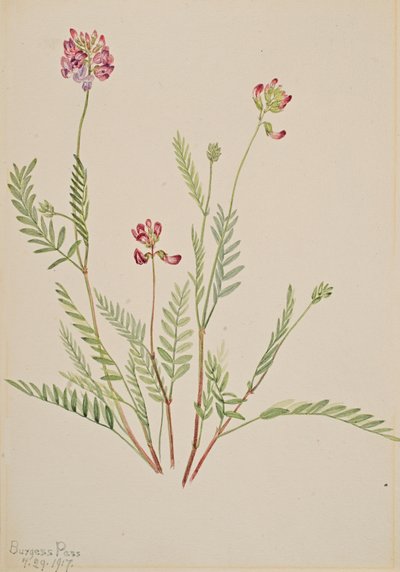 Wyka alpejska Astragalus bourgovii, 1917. autorstwa Mary Vaux Walcott