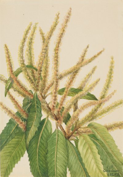 Kasztanowiec amerykański (Castanea dentata) autorstwa Mary Vaux Walcott