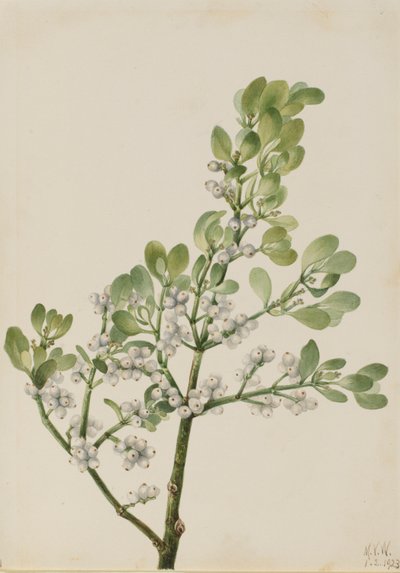 Jemioła amerykańska (Phoradendron flavescens) autorstwa Mary Vaux Walcott