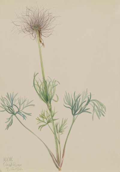 Amerykańska sasanka Pulsatilla ludoviciana, 1920. autorstwa Mary Vaux Walcott