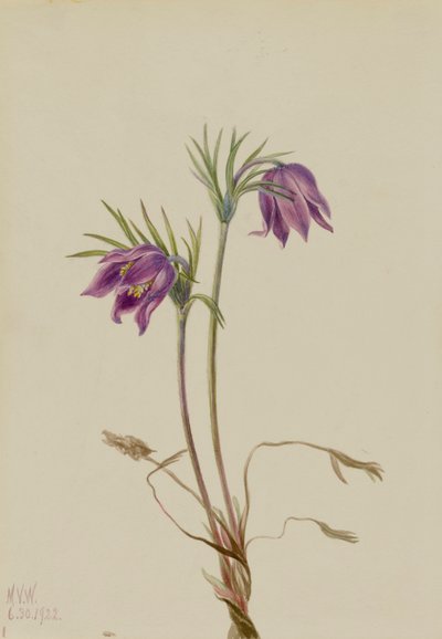 Amerykańska sasanka Pulsatilla ludoviciana, 1922. autorstwa Mary Vaux Walcott
