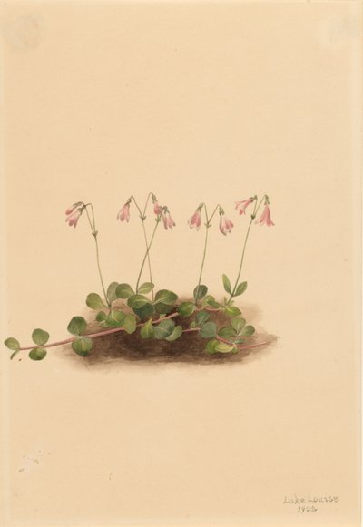 Bliźniczka amerykańska (Linnaea borealis americana) autorstwa Mary Vaux Walcott