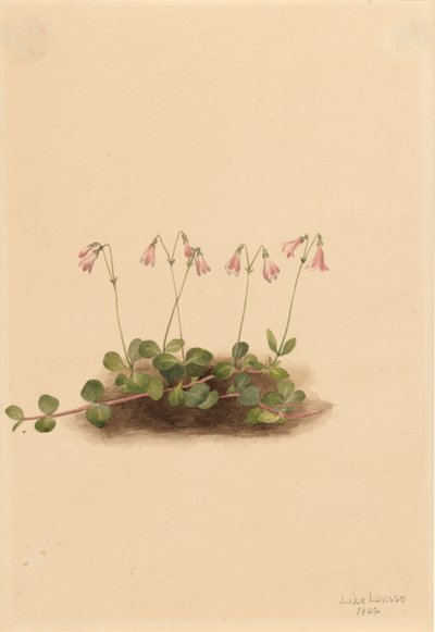 American Twinflower Linnaea borealis americana, 1902. autorstwa Mary Vaux Walcott