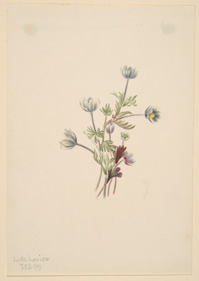 Zawilec (Anemone drummondii) autorstwa Mary Vaux Walcott