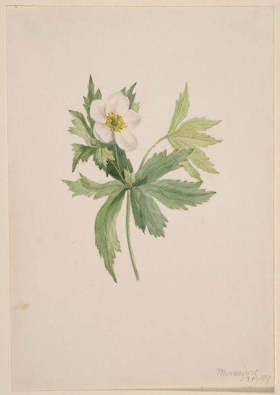 Zawilec kanadyjski (Anemone canadensis) autorstwa Mary Vaux Walcott
