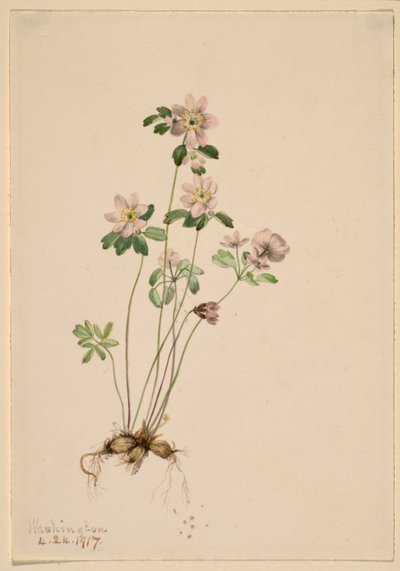 Anemonella (Syndesmon thalictroides) autorstwa Mary Vaux Walcott
