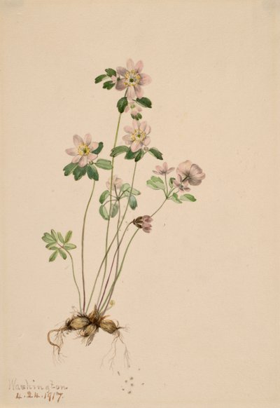 Anemonella Syndesmon thalictroides, 1917. autorstwa Mary Vaux Walcott