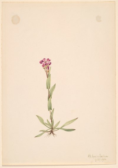 Arabis lyallii, 1916. autorstwa Mary Vaux Walcott