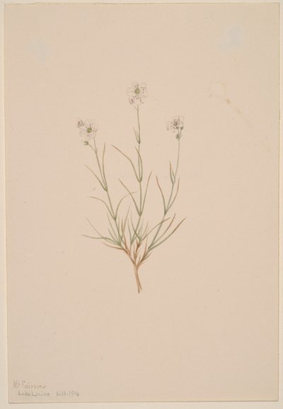Arenaria formosa autorstwa Mary Vaux Walcott