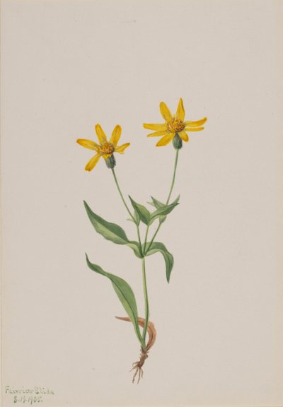 Arnica alpina, 1905. autorstwa Mary Vaux Walcott