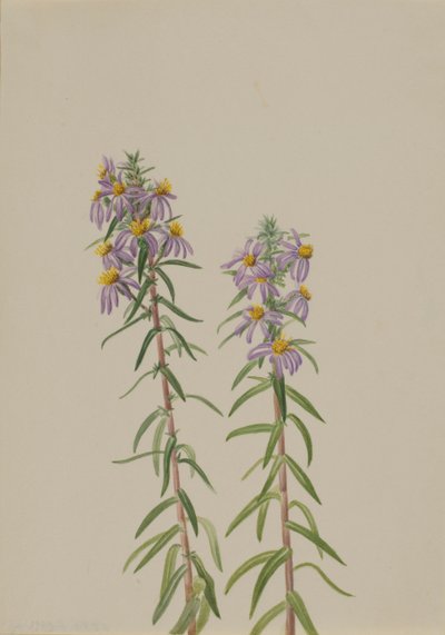Aster Aster hirariifolius, 1923. autorstwa Mary Vaux Walcott
