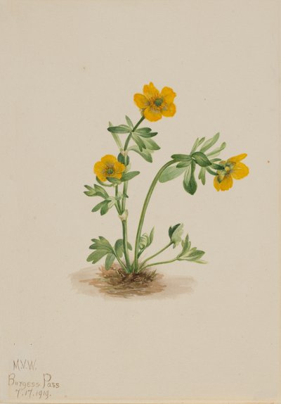 Jaskier lawinowy Ranunculus suksdorfii, 1919. autorstwa Mary Vaux Walcott