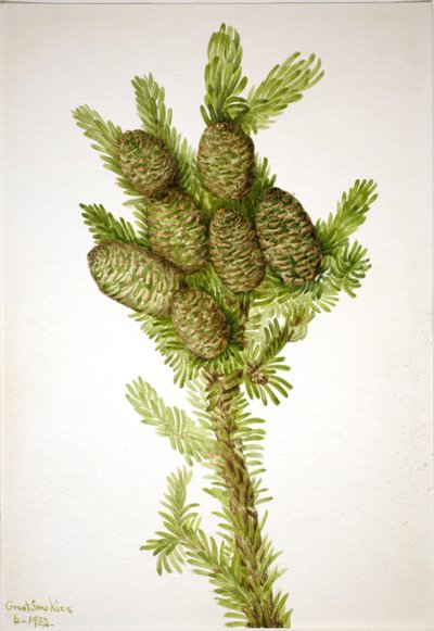 Jodła balsamiczna (Albies fraseri) autorstwa Mary Vaux Walcott