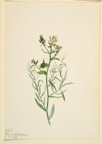Ropucha brodawkowata (Comandra pallida) autorstwa Mary Vaux Walcott