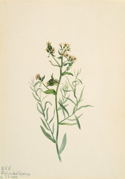 Bastard Toadflax Comandra pallida, 1923. autorstwa Mary Vaux Walcott