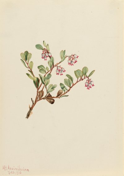 Mącznica lekarska Arctostaphylos uva-ursi, 1916. autorstwa Mary Vaux Walcott