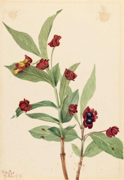 Wiciokrzew pomorski (Lonicera involucrata) autorstwa Mary Vaux Walcott