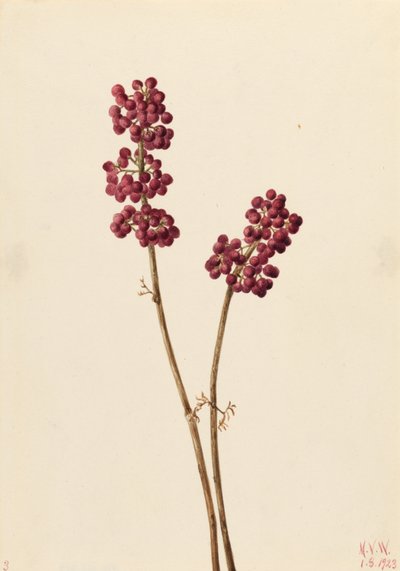 Beauty Berry (Callicarpa americana) autorstwa Mary Vaux Walcott