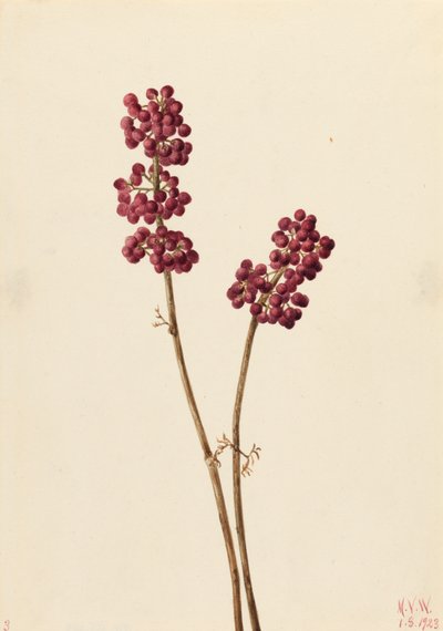 Beauty Berry Callicarpa americana, 1923. autorstwa Mary Vaux Walcott
