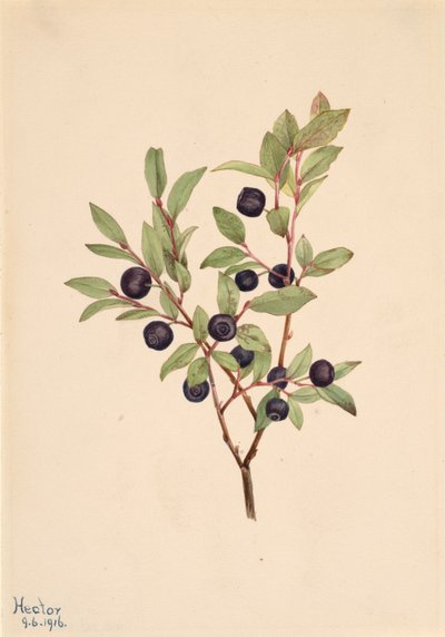 Duża borówka Vaccinium membranaceum, 1916. autorstwa Mary Vaux Walcott