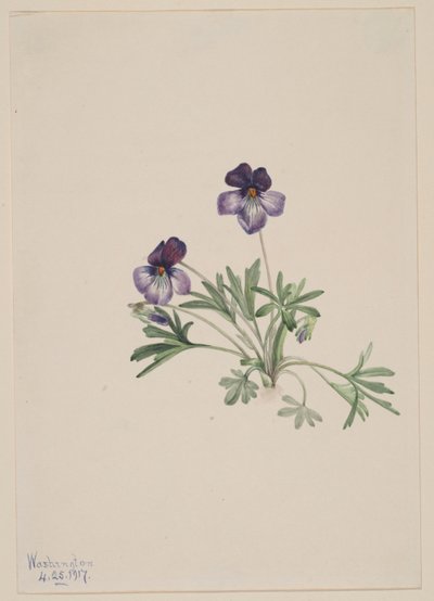 Fiołek trójbarwny (Viola pedata) autorstwa Mary Vaux Walcott