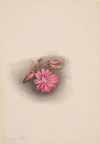 Redivivia gorzkiego korzenia Lewisia, 1915. autorstwa Mary Vaux Walcott