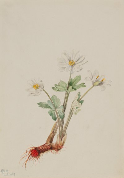 Krwawnik pospolity (Sanguinaria canadensis) autorstwa Mary Vaux Walcott