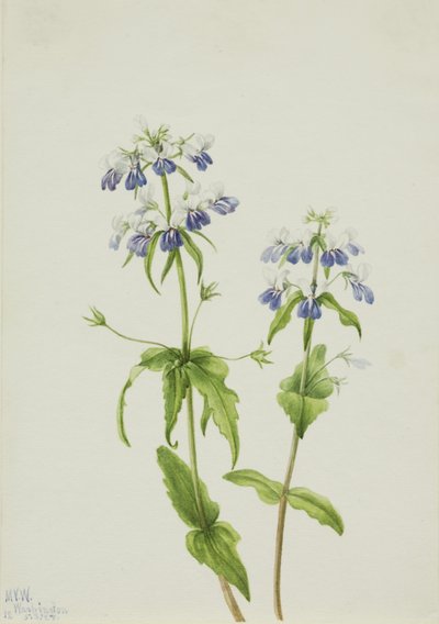 Niebieskooka Maria (Collinsia verna) autorstwa Mary Vaux Walcott