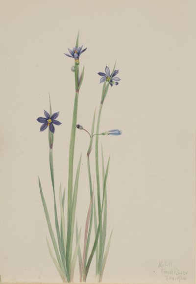 Trawa niebieskooka (Sisyrinchium angustifolium) autorstwa Mary Vaux Walcott