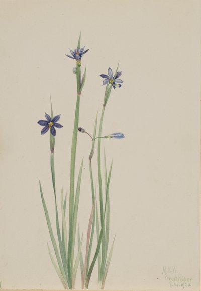 Niebieskooka trawa Sisyrinchium angustifolium, 1920. autorstwa Mary Vaux Walcott