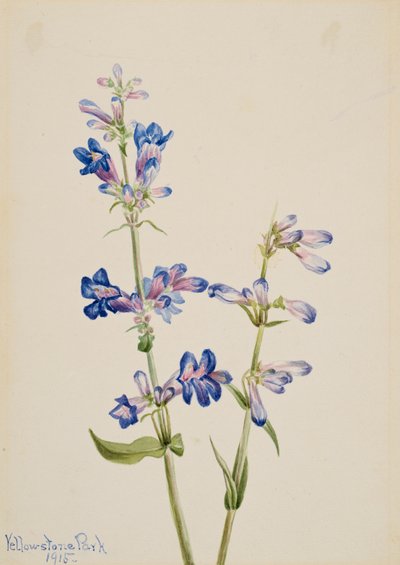 Penstemon Blue Beardtongue, 1915. autorstwa Mary Vaux Walcott