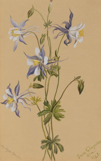 Kolombina niebieska (Aquilegia caerulea) autorstwa Mary Vaux Walcott
