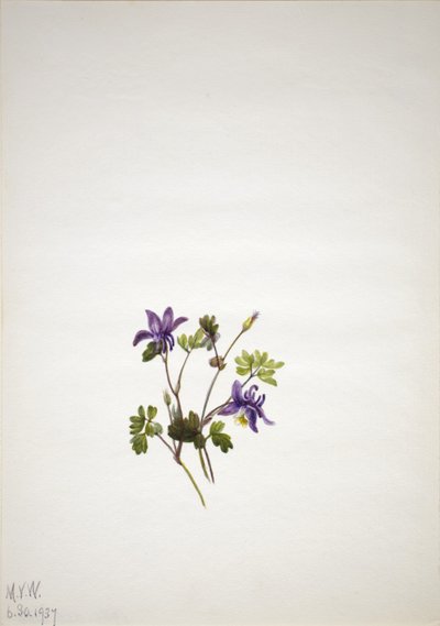 Orlik niebieski (Aquilegia saximontana) autorstwa Mary Vaux Walcott