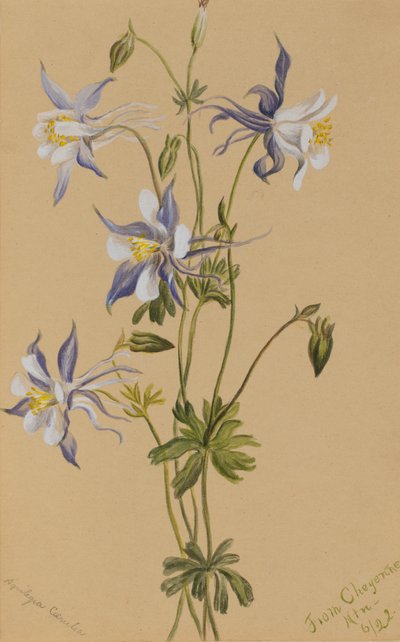 Blue Columbine Aquilegia caerulea, 1922. autorstwa Mary Vaux Walcott