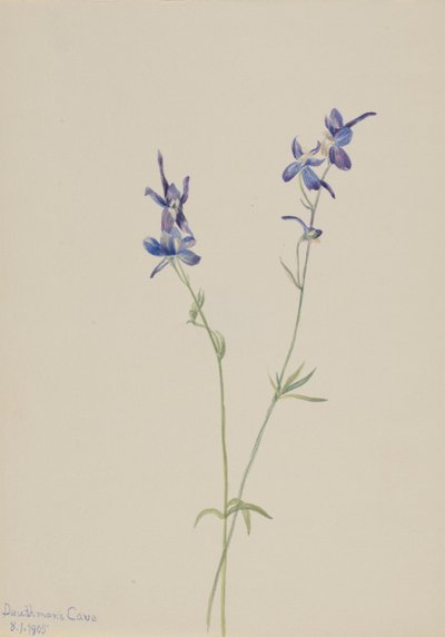 Blue Larkspur Delphinium nuttallianum, 1905. autorstwa Mary Vaux Walcott