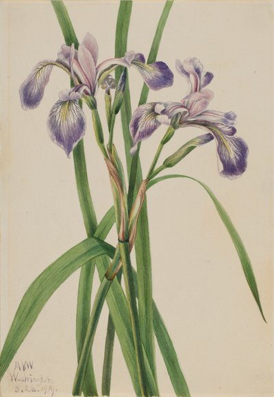 Niebieska kosaciec Iris versicolor, 1919. autorstwa Mary Vaux Walcott