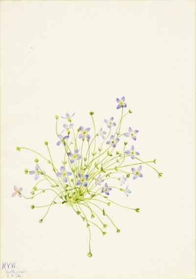 Bluets (Houstonia serpyllifolia) autorstwa Mary Vaux Walcott