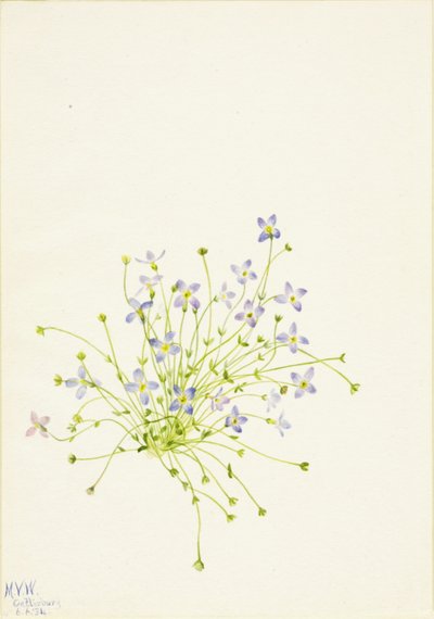 Bluets Houstonia serpyllifolia, 1934. autorstwa Mary Vaux Walcott