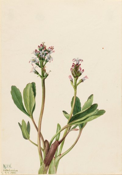 Fasola błotna (Menyanthes trifoliata) autorstwa Mary Vaux Walcott