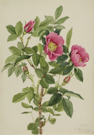 Róża Bourgeau Rosa bourgeauiana, 1920. autorstwa Mary Vaux Walcott