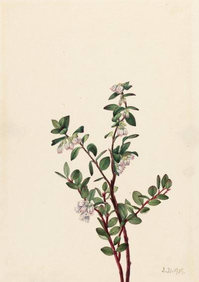 Box Huckleberry Gaylussacia brachycera, 1919. autorstwa Mary Vaux Walcott